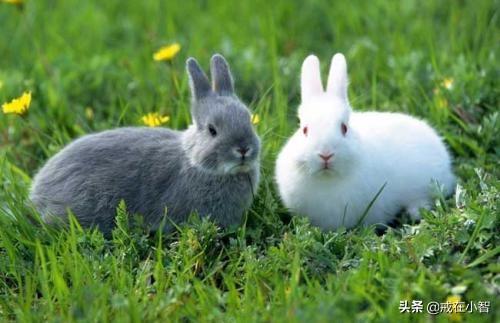 兔的生肖排行第几-兔在生肖中排行第几