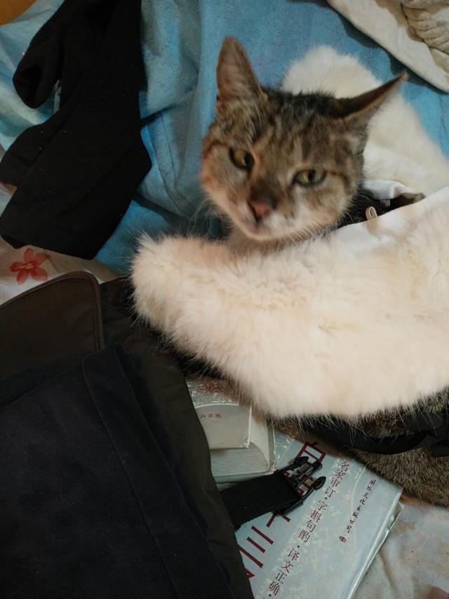 猫来了 喵 mp4:有没有谁喂过流浪猫？有何经历？ 喵来了给五只猫绝育的全部视频