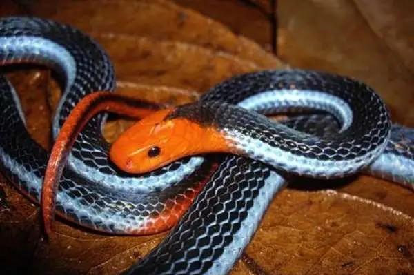 最毒的蛇是银环蛇吗，“冰火蛇”为何毒性那么强它是什么蛇