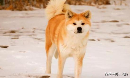 猎狐犬:养刚毛猎狐梗好还是约克夏犬好？