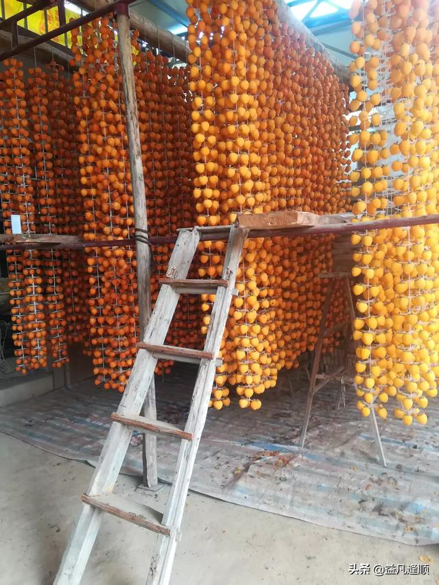 头条问答 柿子树刚开花结果这两天小果子怎么老是往下落 是不是施肥的原因 明1940的回答 0赞