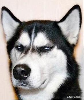爱斯基摩犬是二哈吗:爱斯基摩犬和二哈的区别 二哈是蹭演员热度火起来的吗？有何依据？