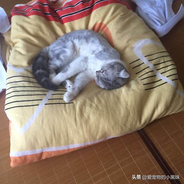 猫咪肾衰的原因:猫咪会因为不开心尿频吗？猫咪尿频是什么原因？