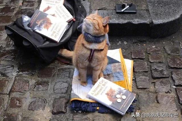 问一下猫品种？