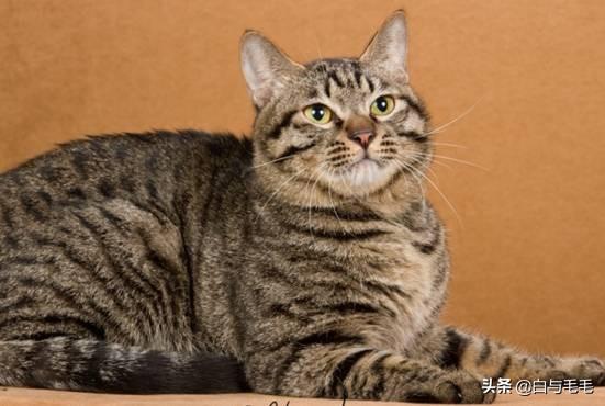 猫的品种及图片:想养猫，新手养什么种类的猫合适，需要注意些什么？