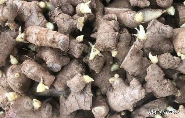 头条问答 生姜该怎样播种 有哪些技巧 三省坡种植团队的回答 0赞