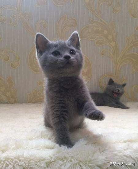 俄罗斯蓝猫胖了:为什么我家蓝猫三个月又长又瘦？