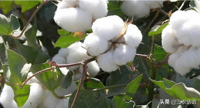 头条问答 - 长绒棉棉桃成熟需多少天?(2个回答)