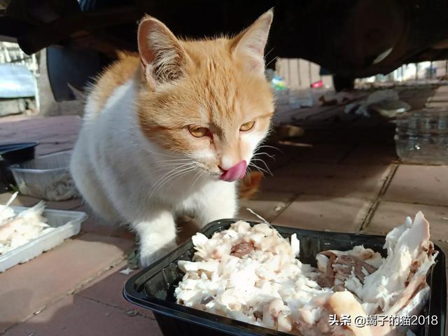 流浪狗和流浪猫宣传语:流浪狗越来越多，到底应该治理狗还是从根本上治理人？