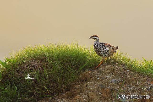 反犬旁的獾是什么动物:《山海经》中的“灌灌”到底是什么异兽？它又有什么神奇？