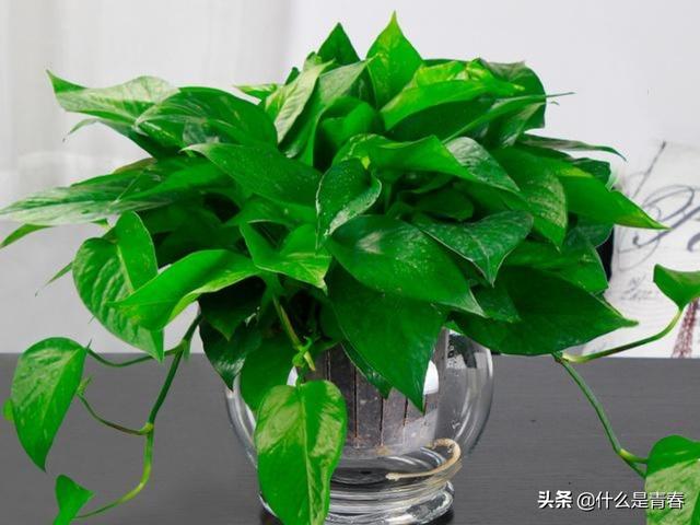 驱蚊草怎么养:怎么挑选水养富贵竹、绿萝、驱蚊草？