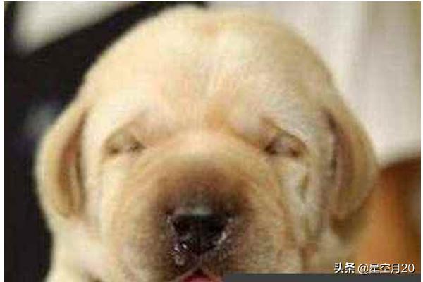 病毒性犬瘟热初期症状:狗感冒与犬瘟热的区别及感冒的诊断治疗？