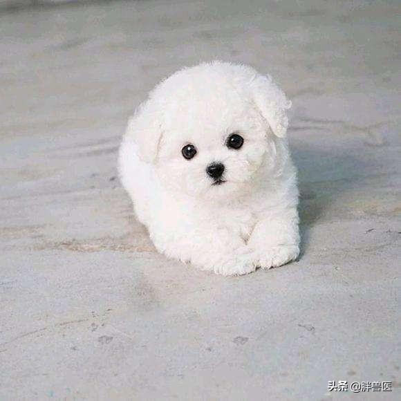 为什么有人说最好不要养3个月以内的小奶狗？插图9