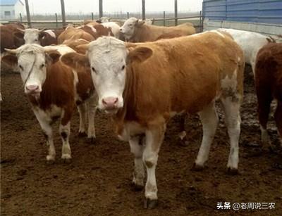 新生儿消化不良腹泻:新生儿消化不良怎么办 我家孩子消化不良还腹泻，吃什么好？