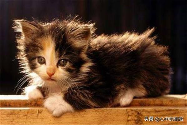 猫泛白细胞减少症病毒英文:猫咪五大传染病以及预防？