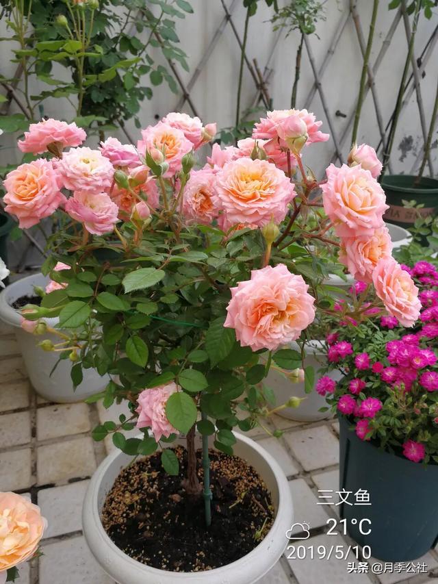 月季花的栽培与繁殖:月季花在枝条上用土怎么生根？