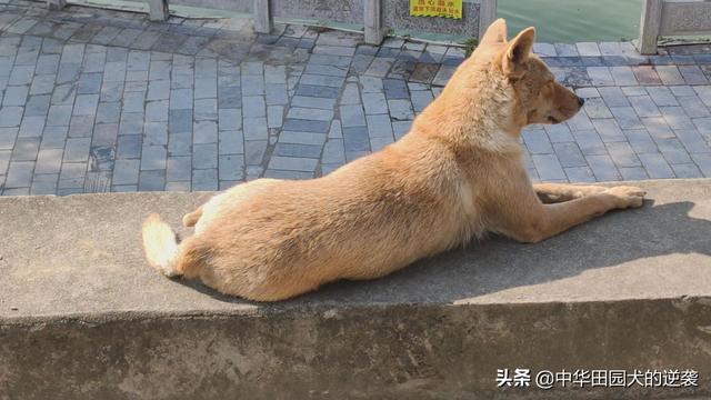 宠物犬图片中华田园犬:你们为什么喜欢中华田园犬？中华田园犬和名贵犬你们要哪个？