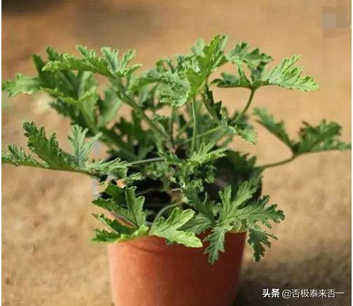 驱蚊草种子什么时候播种:驱蚊草的养殖方法和注意事项？