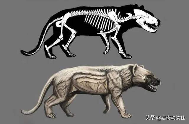 最大的古鬣犬有多大:碎骨大鬣兽打的过巨型短面熊吗？ 最大的中亚犬有多大