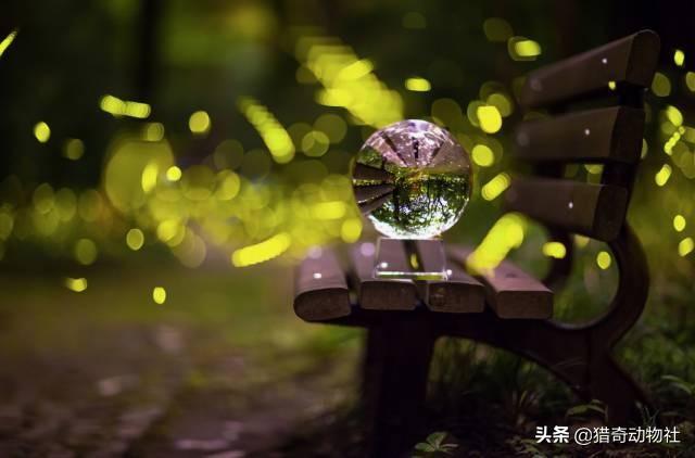 萤火虫为什么会发光:萤火虫为什么可以发光？是不是有荧光剂？