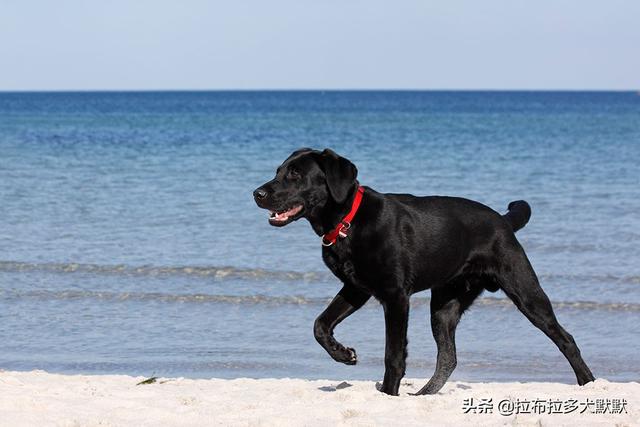 拉布拉多犬介绍图片:拉布拉多犬图片 幼犬 怎样饲养拉布拉多犬，它会更健康呢？