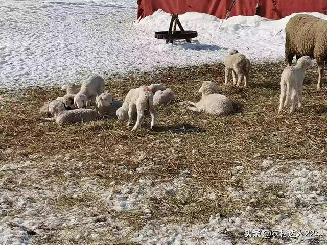 羊最爱吃的苜蓿草图片:用什么样的牧草养羊好,一亩地的牧草能喂几只羊？