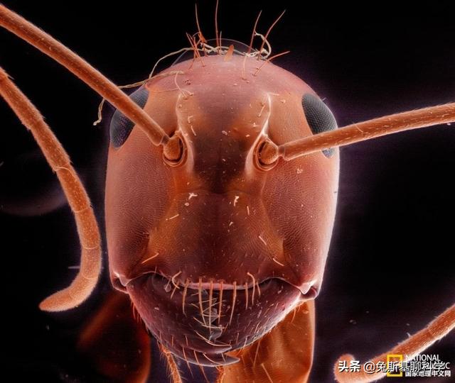 三维是由长宽高组成,蚂蚁构成(长宽高)蚂蚁的眼睛可以说是"二维眼",是