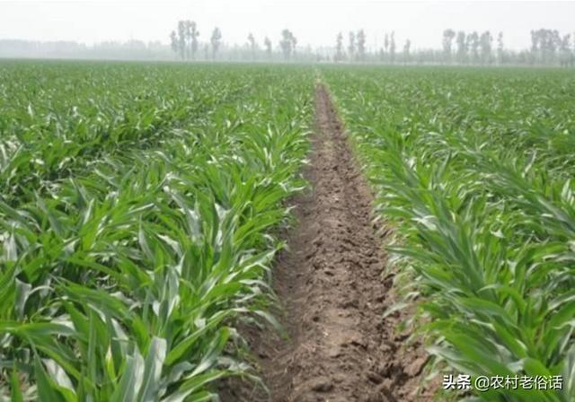 头条问答 - 黑龙江省有些农技部门推广玉米二比空种植技术,增产效果