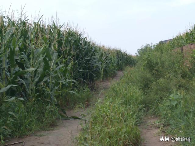 今年下半年雨水多吗(八月初一能预兆旱涝是真的吗，今年7-8月气候，旱涝灾害是否严重气候状况偏好偏坏