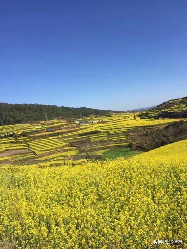 秋田蕗南方能种吗:感觉榴莲价格居高不下，主要靠进口，南方可以种植吗？