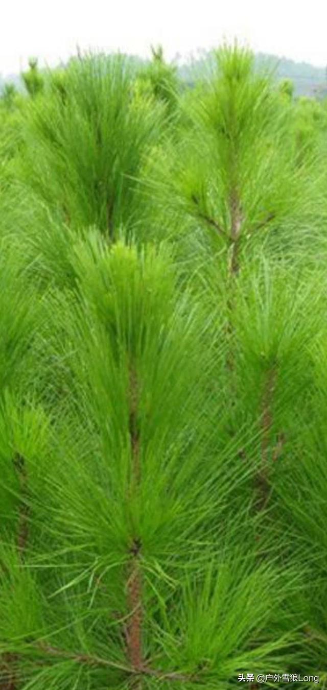 造纸用木粉生产设备,种什么树可以快速生长做纸浆呢？