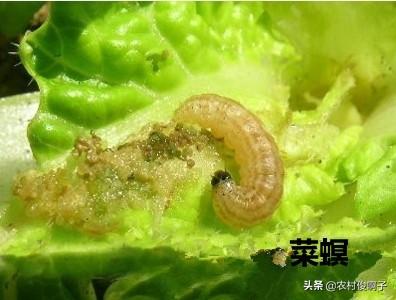 大白菜快长大了,有虫子吃菜心了可以打药吗?