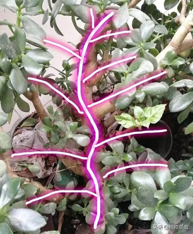 头条问答 - 这个燕子掌如何修剪?(2个回答)