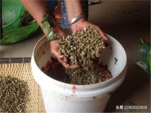 金琥仙人球价格表:刚换土的金虎仙人球能浇水吗？