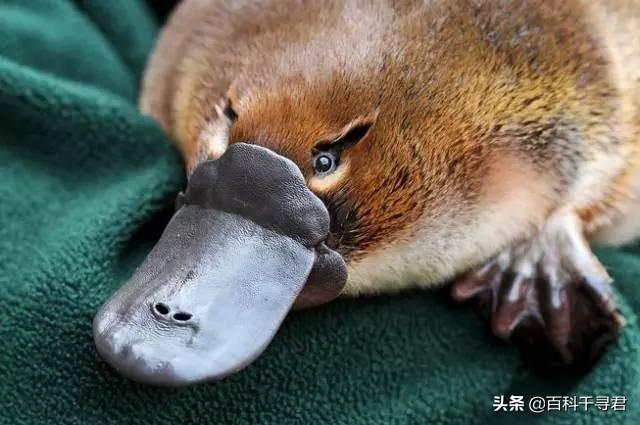 雀尾螳螂虾:雀尾螳螂虾捕食大鱼吗？为什么？