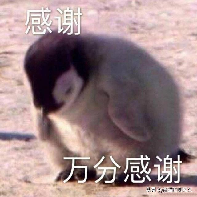 公狗发情怎么办,公狗狗发情期多久？怎么办？