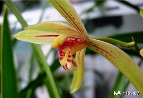 建兰图片:兰花品种，兰花有哪些品种及图片鉴别大全？