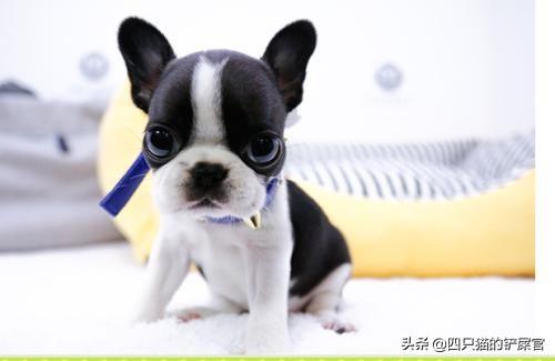 宠物饲养法剧情:有的狗狗为何喜欢和人睡，会有哪些危害？ 宠物饲养法则