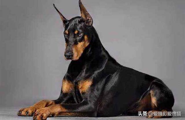 罗威那养殖:养狗之后，我们终究会明白哪些道理呢？