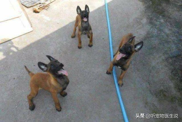 狗玩具:马犬四个月了把宠物球吃了不吃食怎么办？