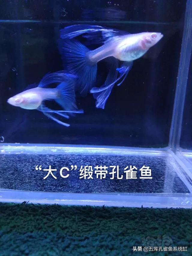 环纹:孔雀鱼普通体、缎带体、缎带大C、蝶翼、燕尾有什么不同？