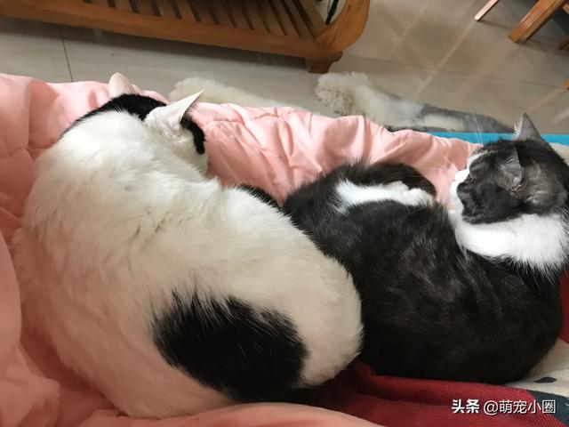 领养猫咪:收养一只流浪猫，要做些什么，或者是准备些什么？