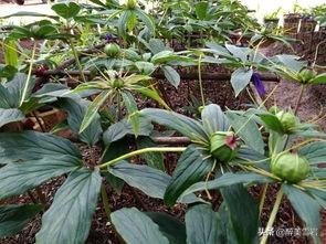 重楼怎么种植(重楼怎么种植才好)