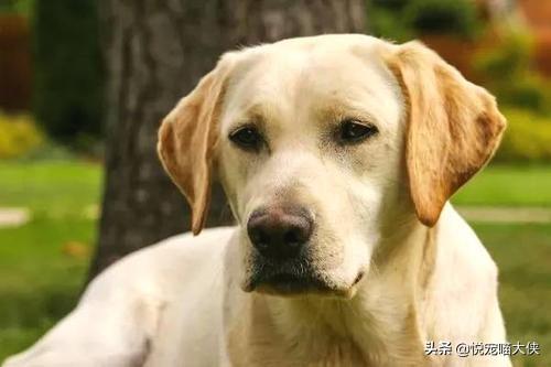 拉布拉多犬和金毛狗的区别:金毛犬和拉不拉多有什么不一样？ 拉布拉多和金毛犬他们的优势