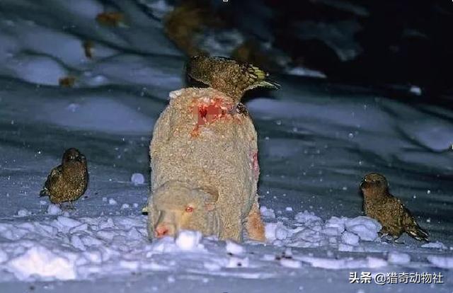 啄羊鹦鹉绵羊:为什么有些鸟会冒着生命危险去“薅羊毛”？