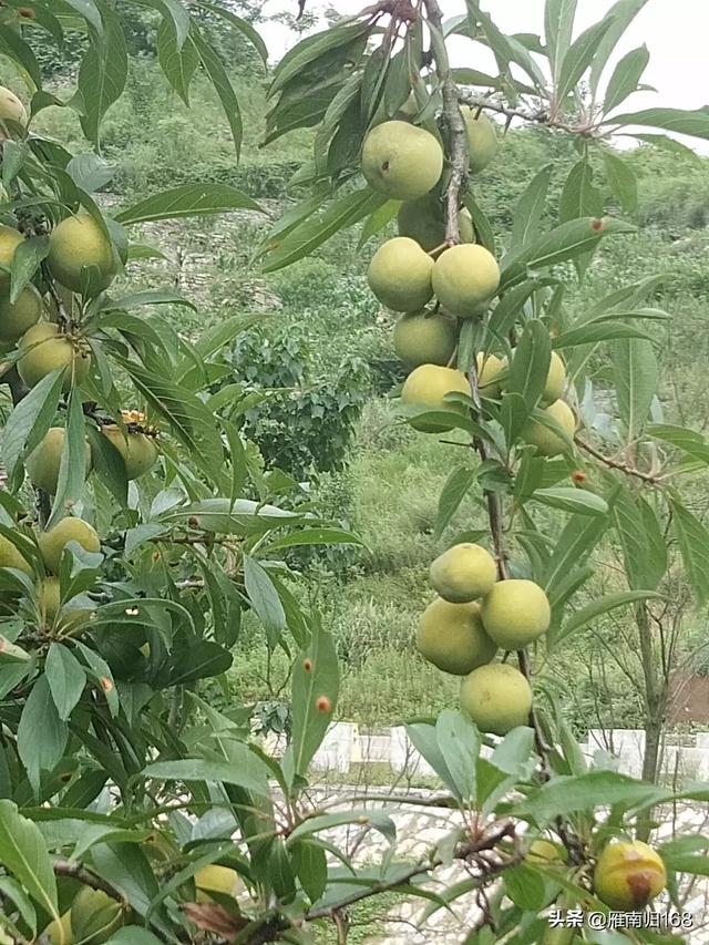 不愁销路的小型加工厂:小作坊的酒好喝，卖不掉怎么办？