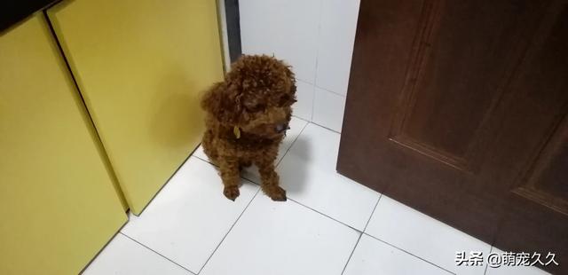 k9海藻粉狗狗多少钱:泰迪犬“毛色变浅”，吃什么食物可以美毛？