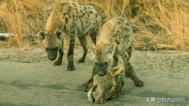 非洲斑鬣狗vs藏獒:人如果遭遇到了鬣狗，怎么办？用石头打它管用吗？