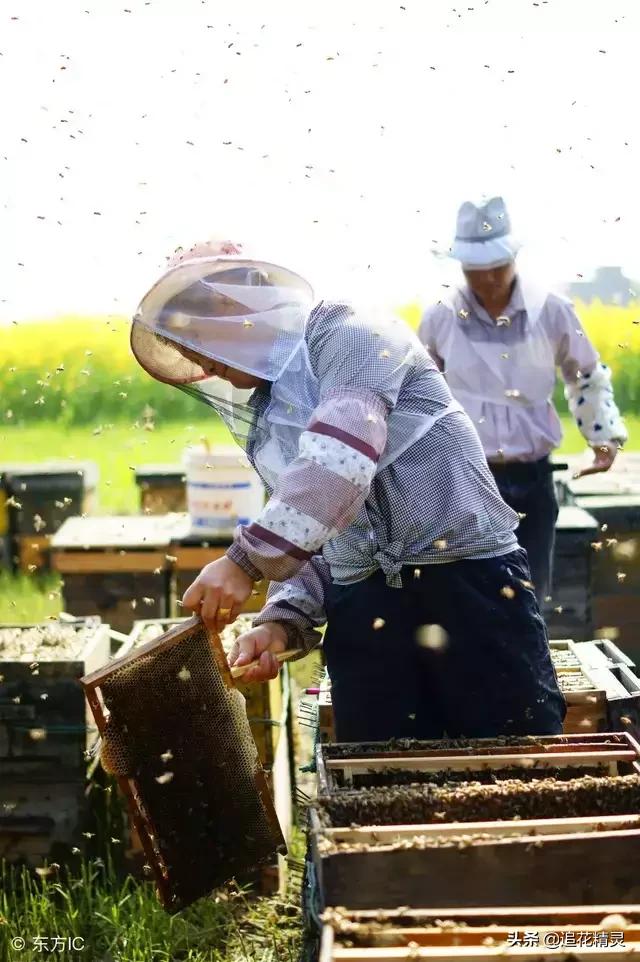 你还了解有关蜜蜂的知识吗:蜜蜂除了吃花粉蜜还吃什么？