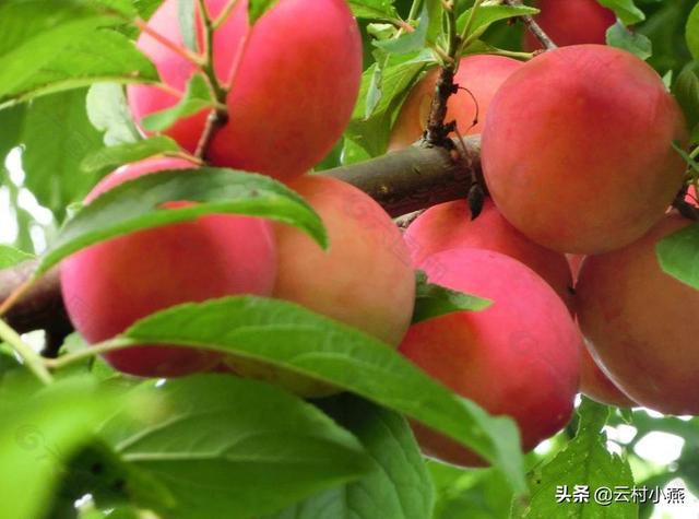 有些农民的产品为什么滞销？像水果,蔬菜？